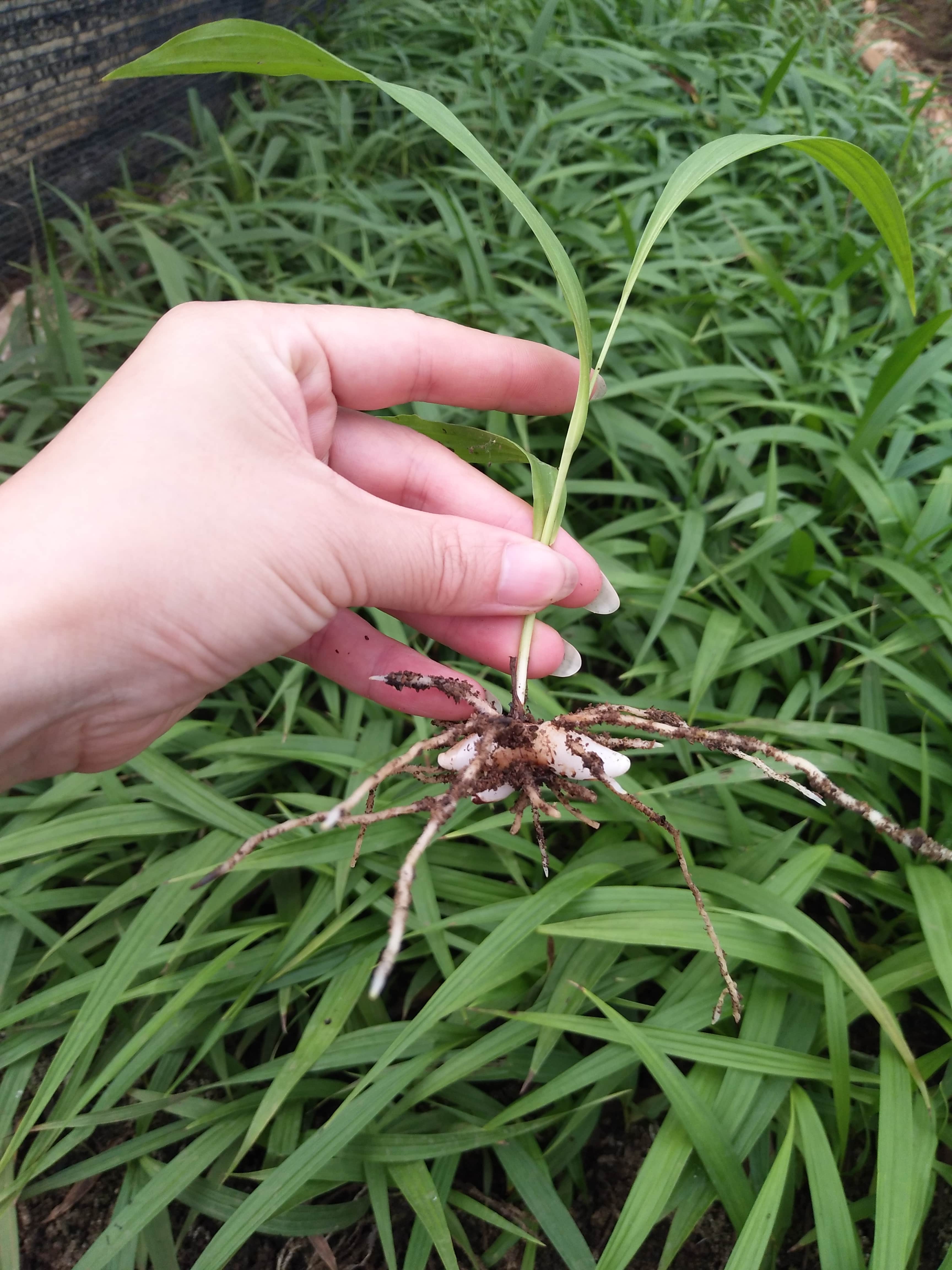 白芨苗